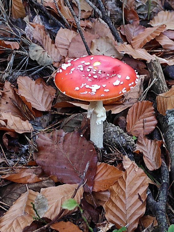 Wandertag 2. Klasse Fliegenpilz